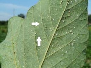 uploads/images/pest/cotton whitefly.jpg